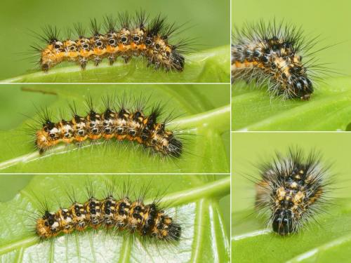 Acronicta rumicis